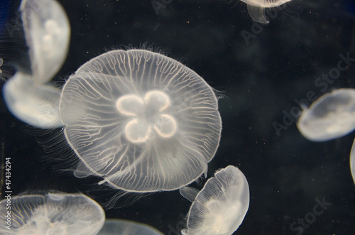 Obraz na płótnie canvas czteroczęściowy "tetraptyk" Meduza, aurelia aurita, pływanie