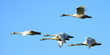 Whooper Swans in Flight