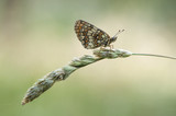 Wachtelweizen-Scheckenfalter (Melitaea athalia)