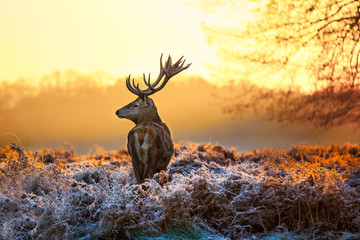 Fototapete - Red deer in morning sun