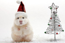 Dwarf Hamster With Christmas Red Hat On White Background