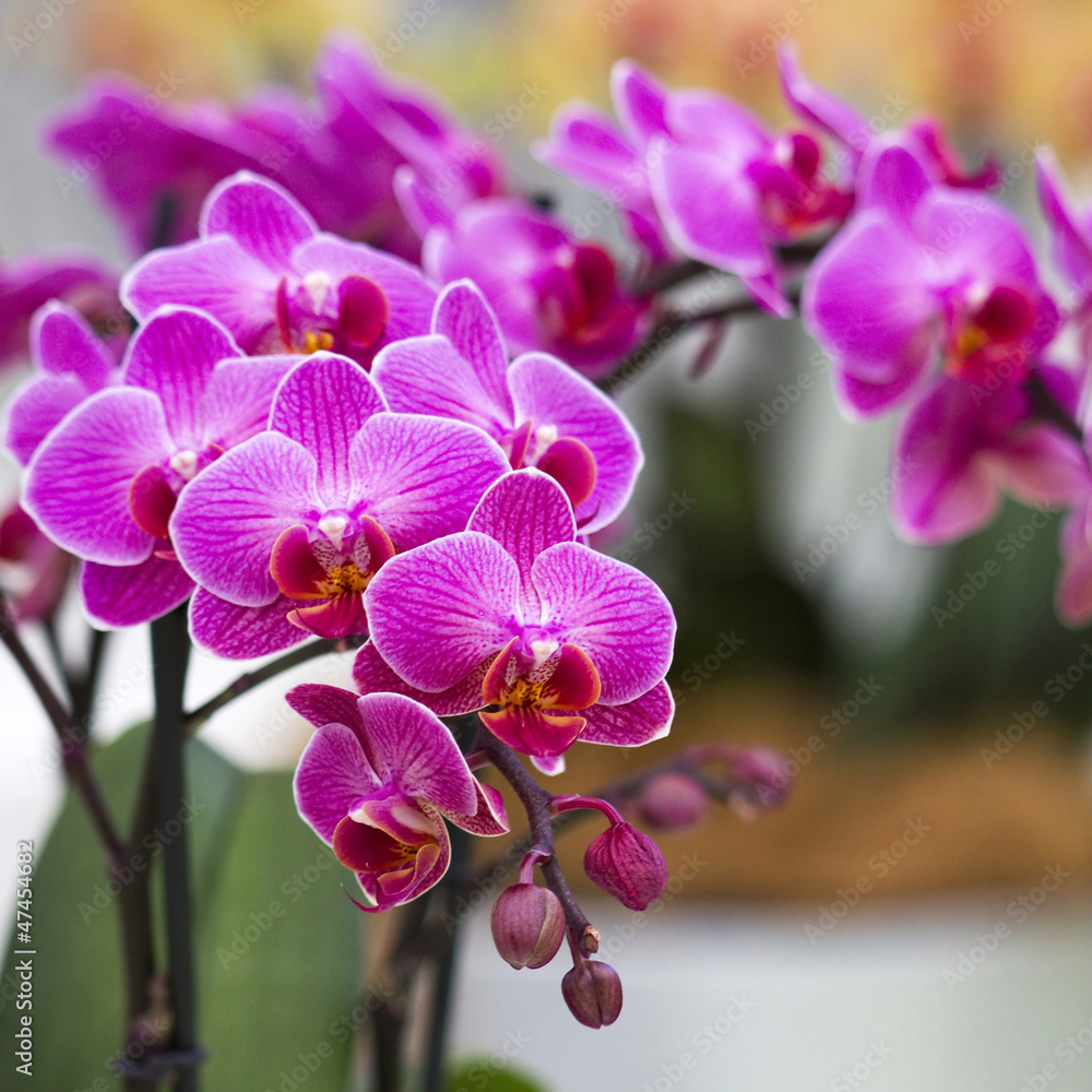 Beautiful purple orchid  - phalaenopsis - obrazy, fototapety, plakaty 