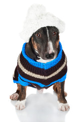 Sticker - dog in a sweater and a hat