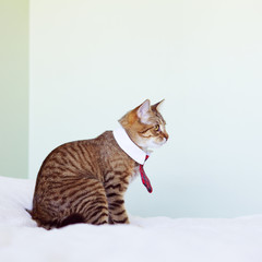 Wall Mural - Business Cat