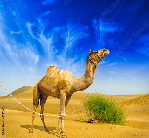 Fototapeta na wymiar Desert landscape. Sand, camel and blue sky with clouds. Travel a