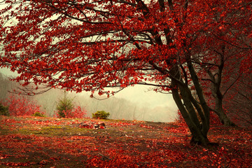 Beautiful forest during a foggy autumn day