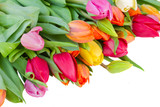 Fototapeta Tulipany - pack of spring tulips
