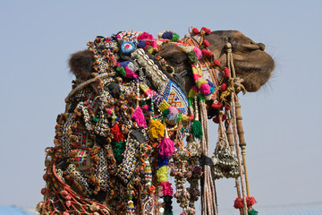 Wall Mural - Camel at the Pushkar Fair ( Pushkar Camel Mela ), India