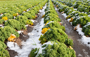 Wall Mural - Closeup of curly kale with snow