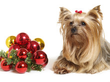 Yorkshire Dog With Christmas Balls
