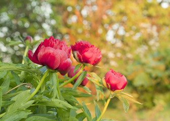 Poster - Peony flowers in garden