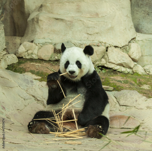 Board z aluminiowym obramowaniem Panda