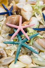 Shell Collection In Group