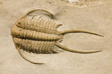 Trilobite Fossil With Thorns