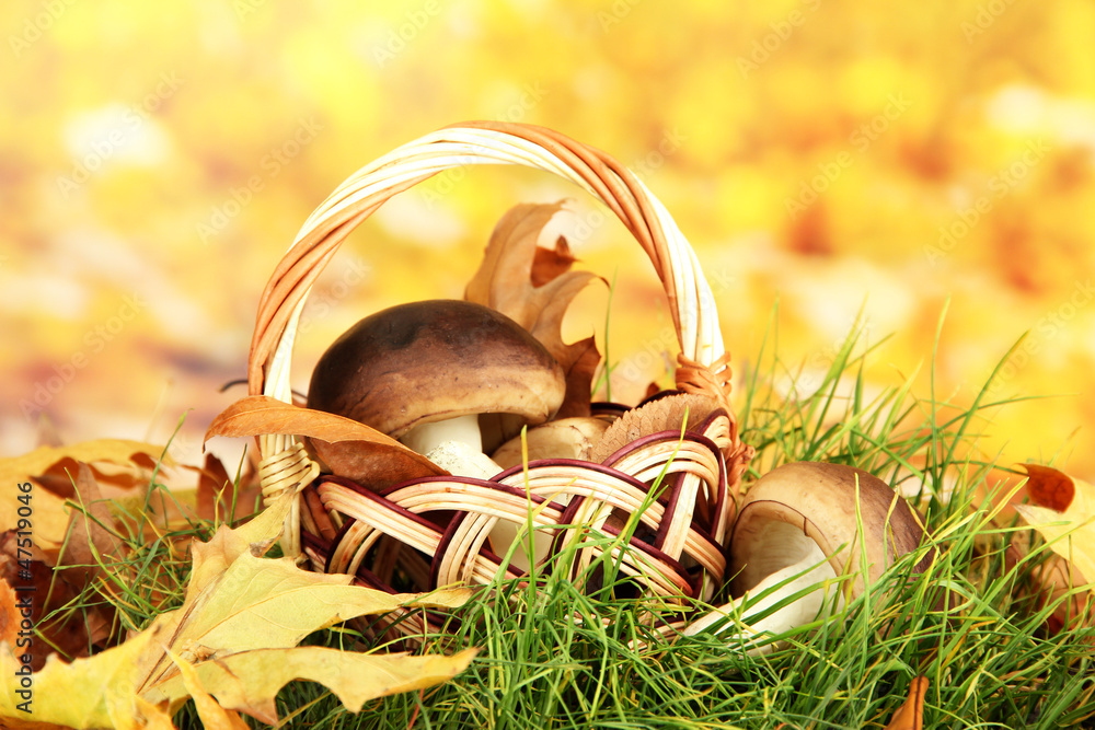Mushrooms in wicker basket on grass on bright background