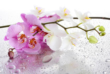 Pink And White Beautiful Orchids With Drops