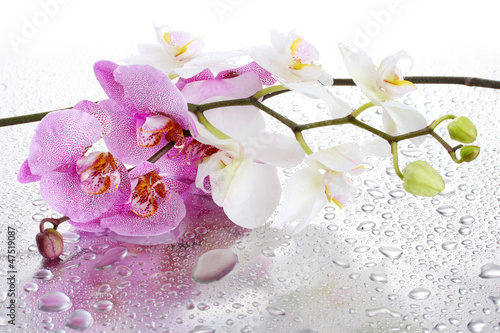 rozowe-i-biale-piekne-orchidee-z-kroplami-wody