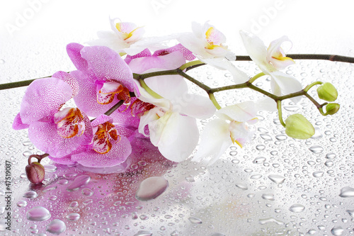 Nowoczesny obraz na płótnie pink and white beautiful orchids with drops