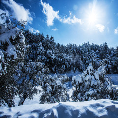 Wall Mural - Snowy forest in mountains