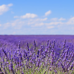 Wall Mural - lavender flower blooming fields horizon. valensole provence, fra