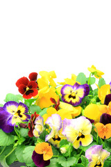 Wall Mural - pansy and viola