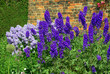 Blue delphinium and campanula  flowers in a summer garden.
