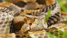 Canebrake Rattlesnake Closeup