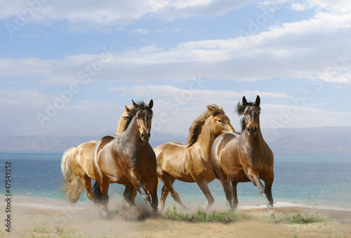 Naklejka na szybę horses run