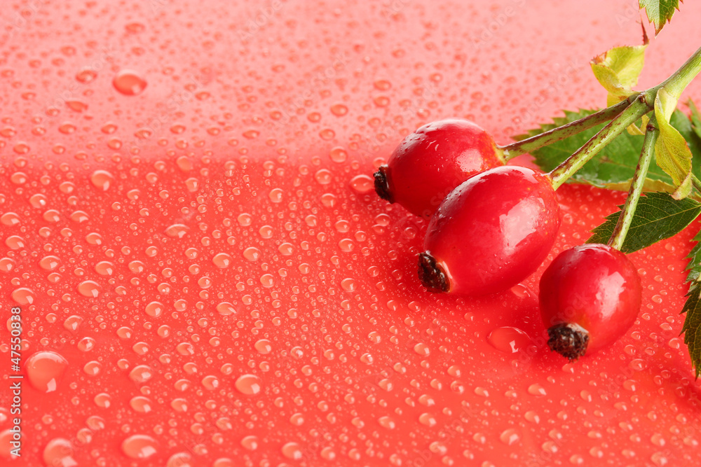 ripe hip roses on branch with leaves on red background