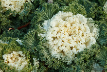 Ornamental Kale In Garden