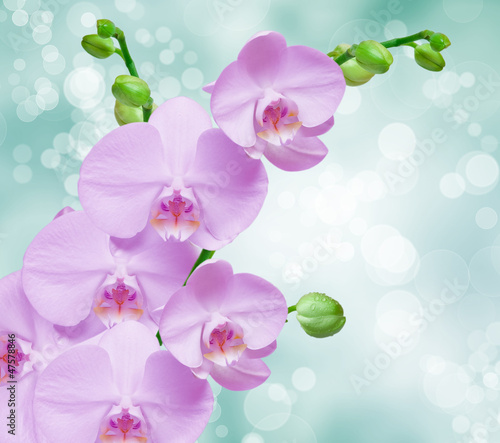 Board z aluminiowym obramowaniem Bliska kwiat orchidei