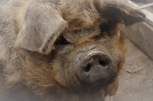 Portrait Of Kunekune Pig
