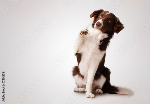 Fotografía Junior brown border collie sitting and raising a paw