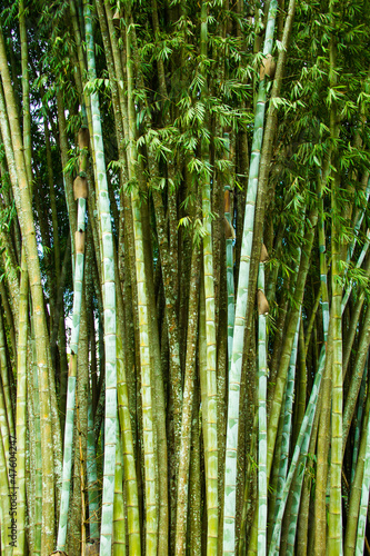 Naklejka na szafę Bamboo grove