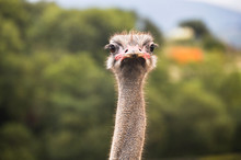 Closeup Portrait Of An Ostrich