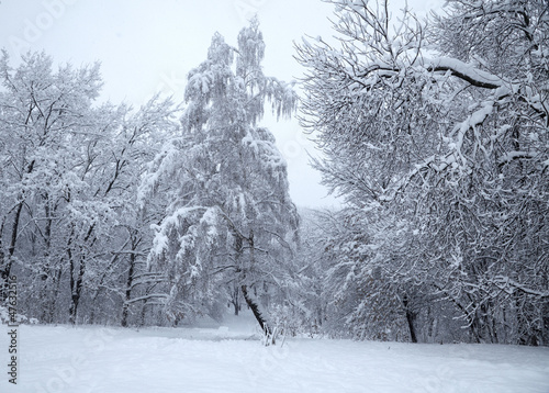 Obraz na płótnie canvas czteroczęściowy "tetraptyk" Park zimowy