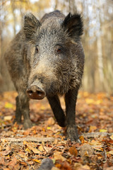 Wall Mural - wild pig