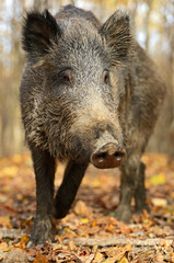 Canvas Print - Wild Pig