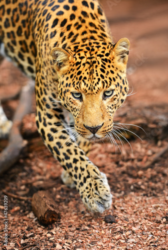 Foto-Lamellenvorhang - Leopard (von kyslynskyy)