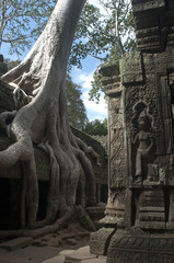 Wall Mural - Templos de Angkor. Ta Prohm. Camboya