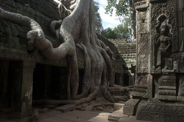 Wall Mural - Templos de Angkor. Ta Prohm. Camboya