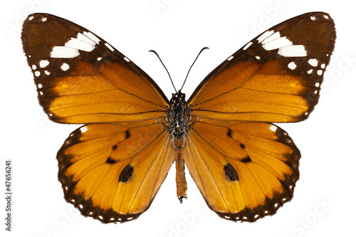Fotografie, Obraz Butterfly species danaus chrysippus "plain tiger"