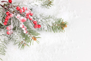 Sticker - Rowan berries with spruce covered with snow