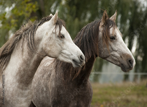 Fototapeta na wymiar horses