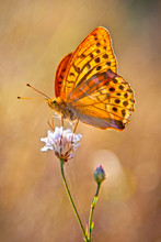 Silver-Washed Fritillary Yellow Butterflie