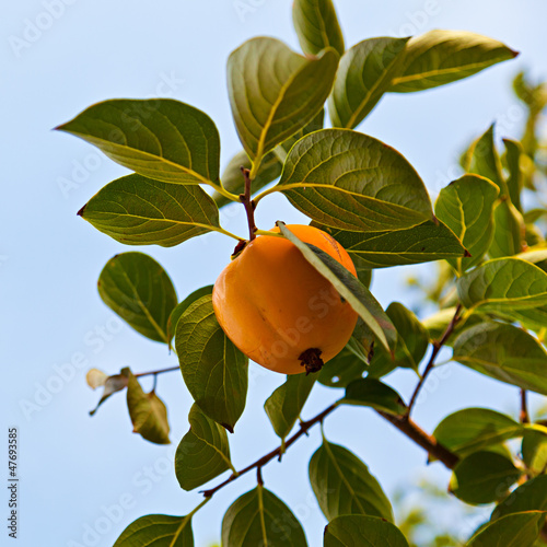 Plakat na papierze fotorealistycznym Roślina persimmon