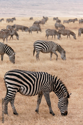 Plakat na papierze fotorealistycznym Ngorongoro zebras