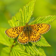 Canvas Print - Bog Fritillary