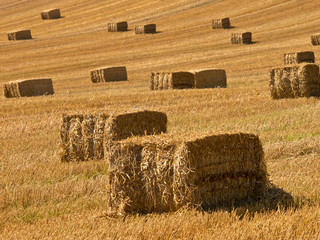 Sticker - Straw bales background