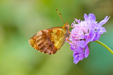 Canvas Print - Butterfly Warming its Wings in the Sun